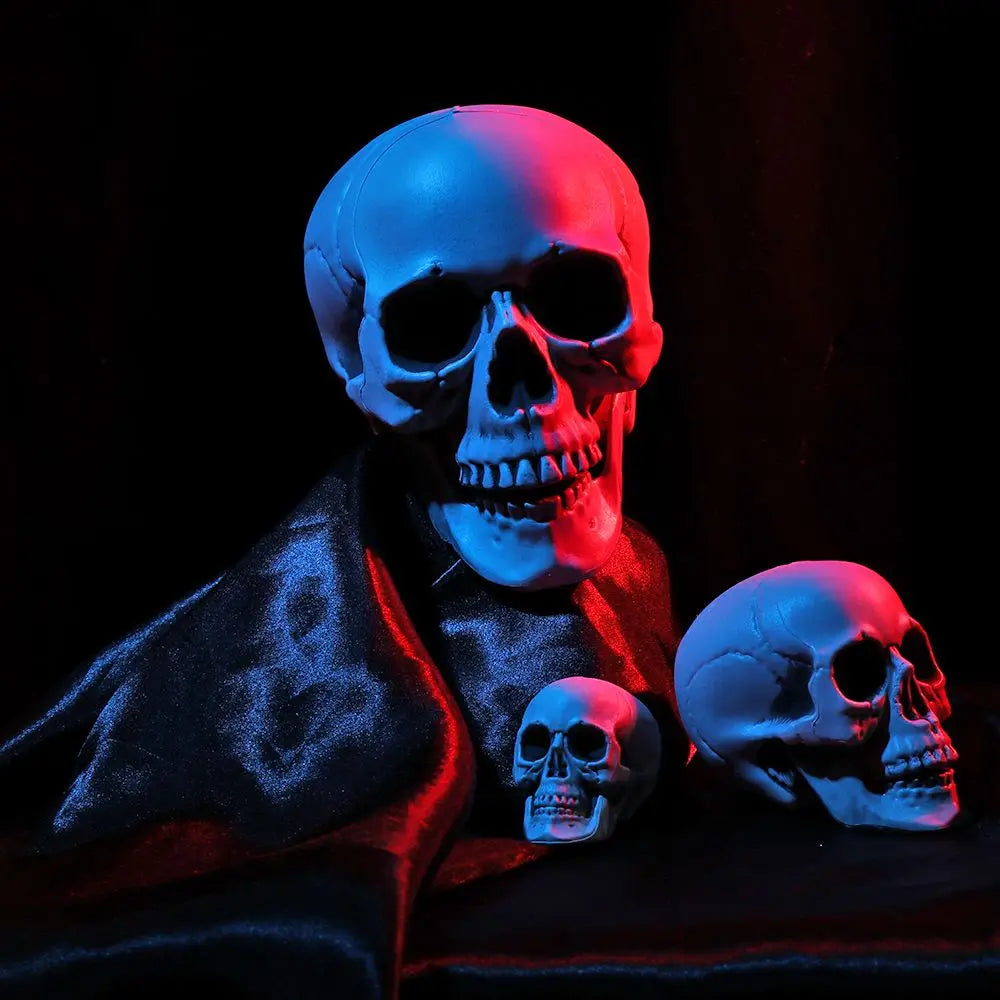 Realistic Skull Head Replica – Halloween Skeleton Decoration & Prop