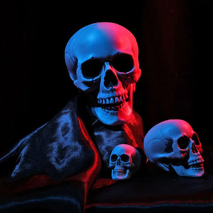 Realistic Skull Head Replica – Halloween Skeleton Decoration & Prop