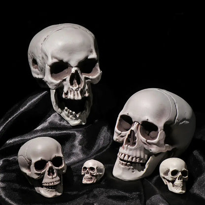 Realistic Skull Head Replica – Halloween Skeleton Decoration & Prop