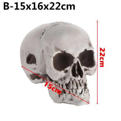 Realistic Skull Head Replica – Halloween Skeleton Decoration & Prop