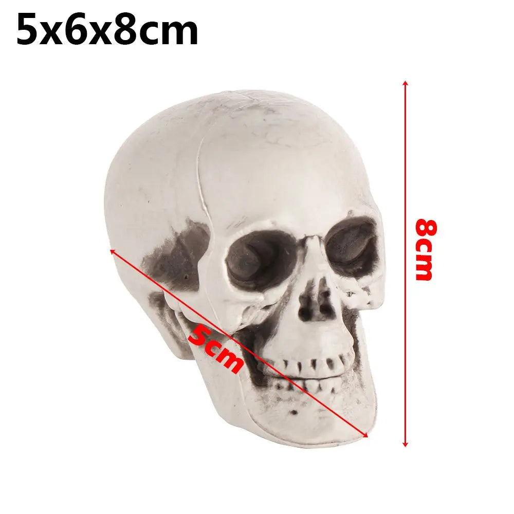 Realistic Skull Head Replica – Halloween Skeleton Decoration & Prop