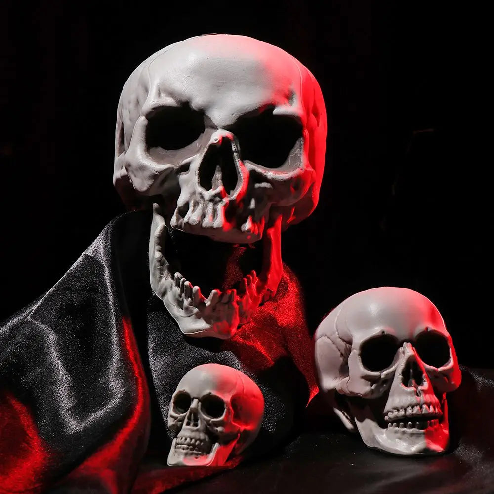 Realistic Skull Head Replica – Halloween Skeleton Decoration & Prop