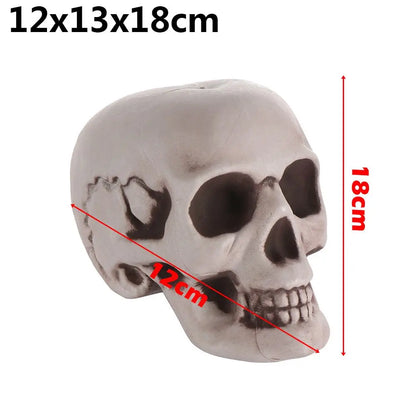 Realistic Skull Head Replica – Halloween Skeleton Decoration & Prop