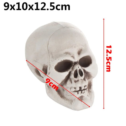Realistic Skull Head Replica – Halloween Skeleton Decoration & Prop