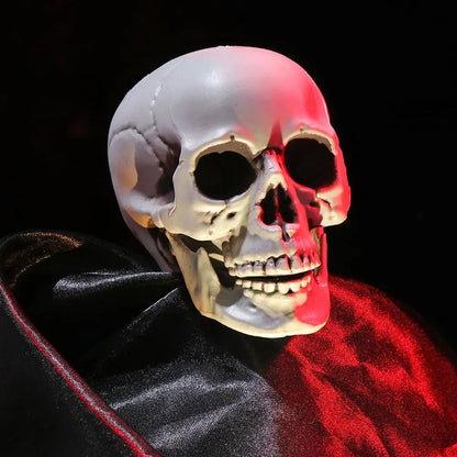 Realistic Skull Head Replica – Halloween Skeleton Decoration & Prop