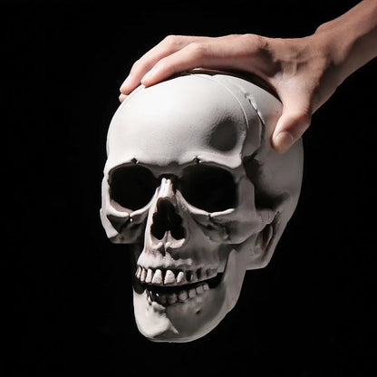 Realistic Skull Head Replica – Halloween Skeleton Decoration & Prop