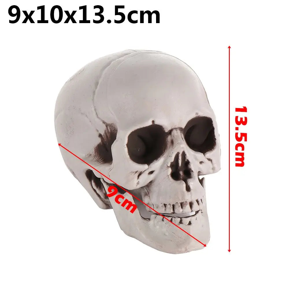 Realistic Skull Head Replica – Halloween Skeleton Decoration & Prop