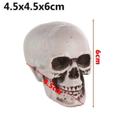 Realistic Skull Head Replica – Halloween Skeleton Decoration & Prop