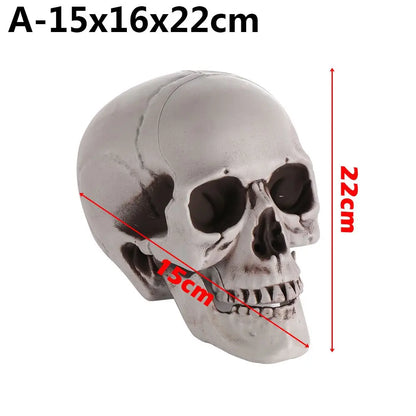 Realistic Skull Head Replica – Halloween Skeleton Decoration & Prop
