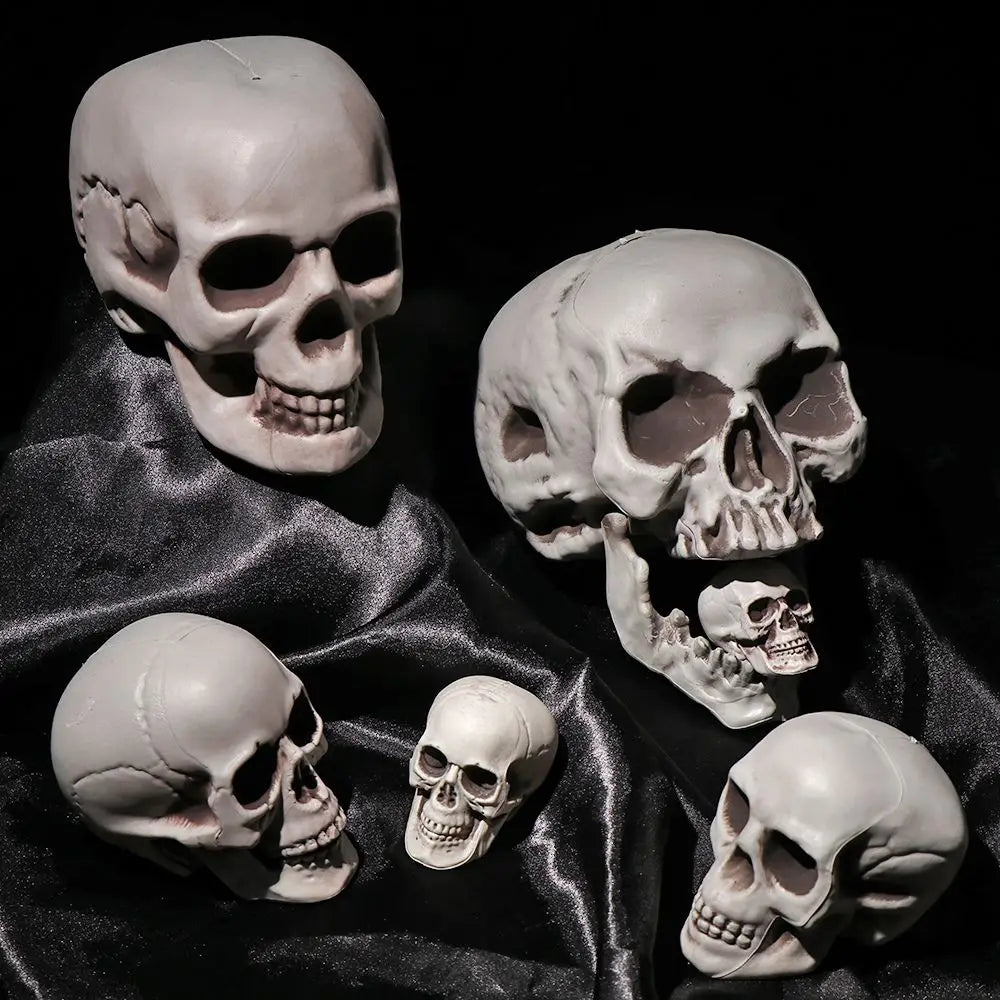 Realistic Skull Head Replica – Halloween Skeleton Decoration & Prop