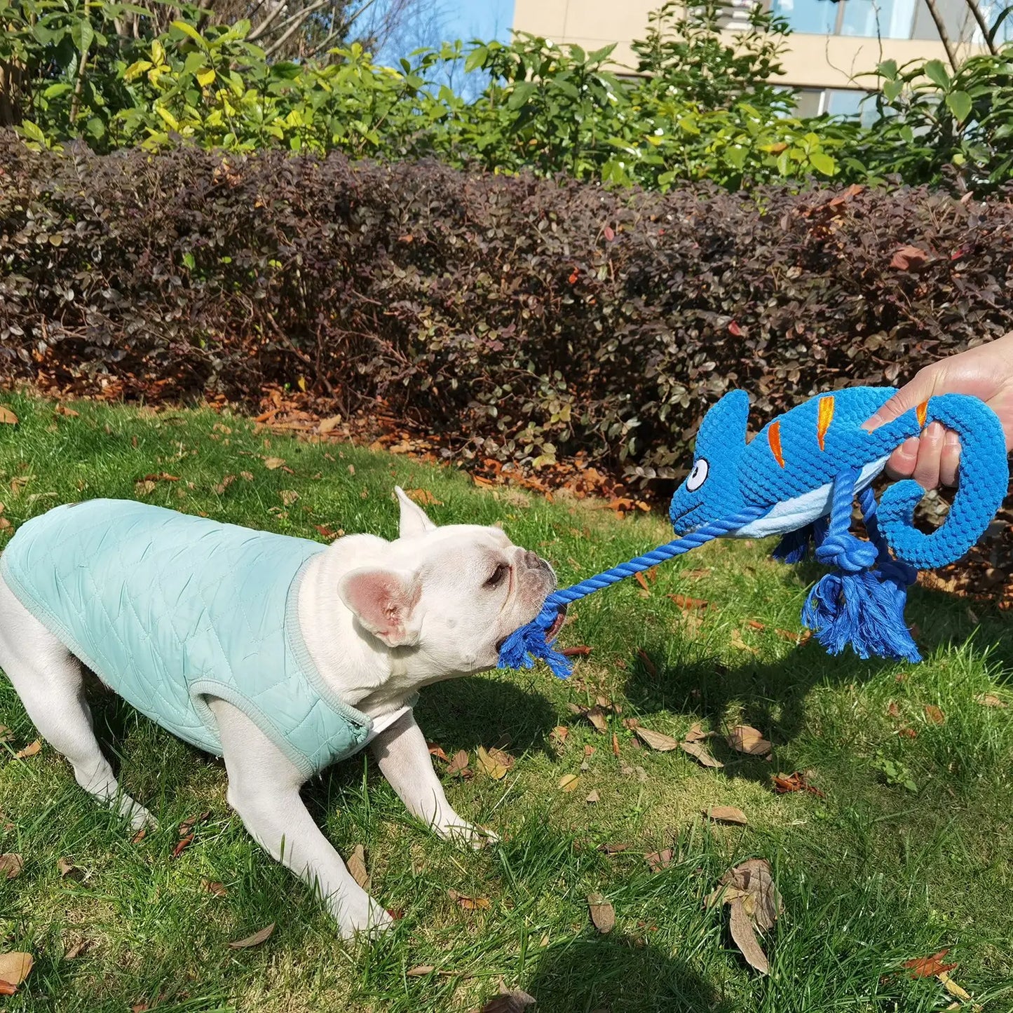 Chameleon Plush Squeaky Dog Toy – Bite-Resistant for All Sizes | Wahooly Chameleon Plush Squeaky Dog Toy – Bite-Resistant Chew Toy for Small & Large Dogs