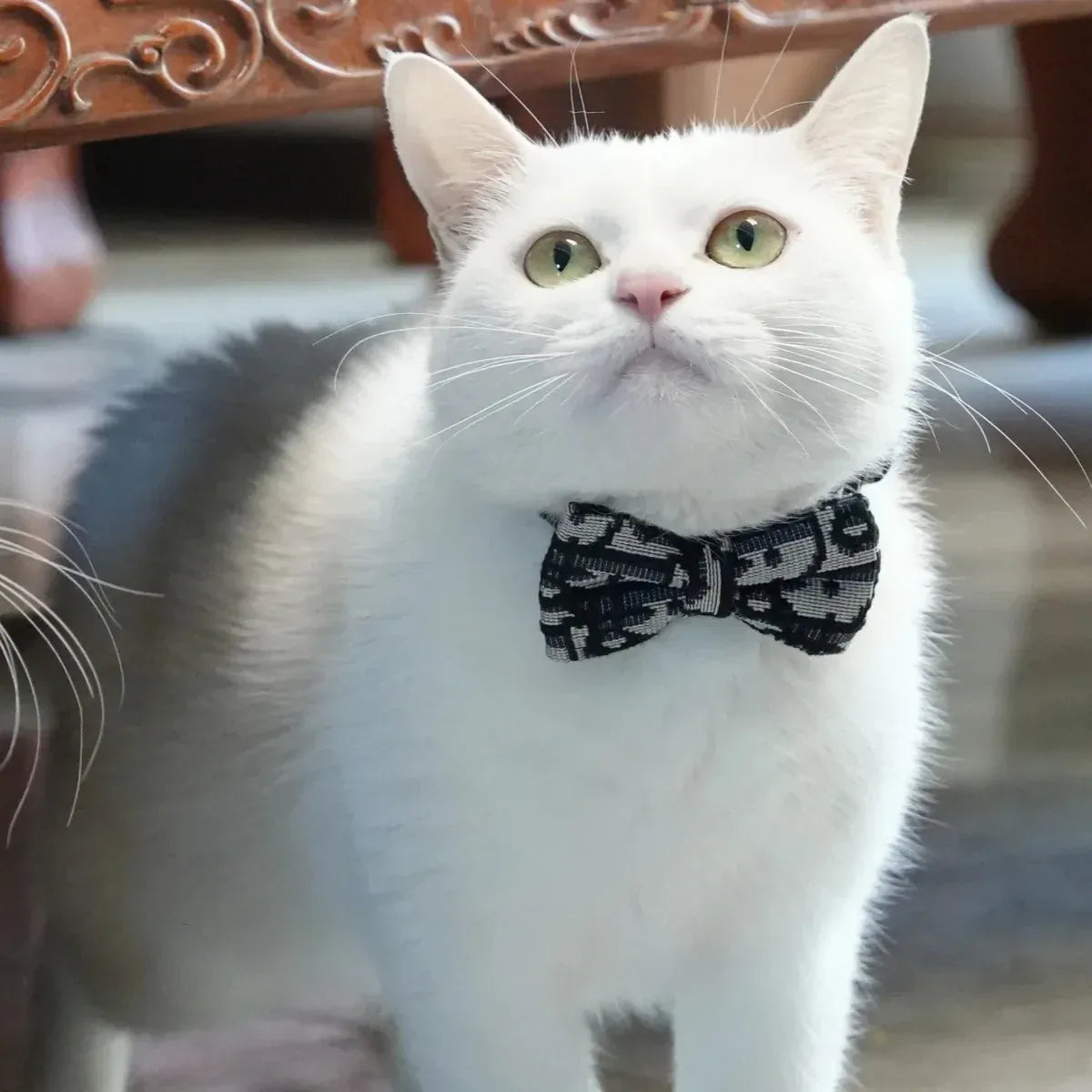 Detachable Collar Series Detachable Collar Series