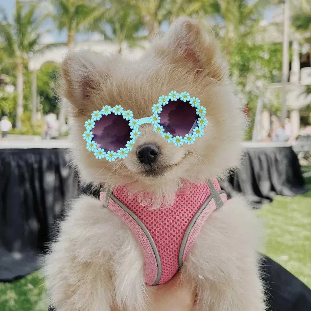 Pet Accessories Flower Sunglasses Circular Pet Accessories Flower Sunglasses Circular
