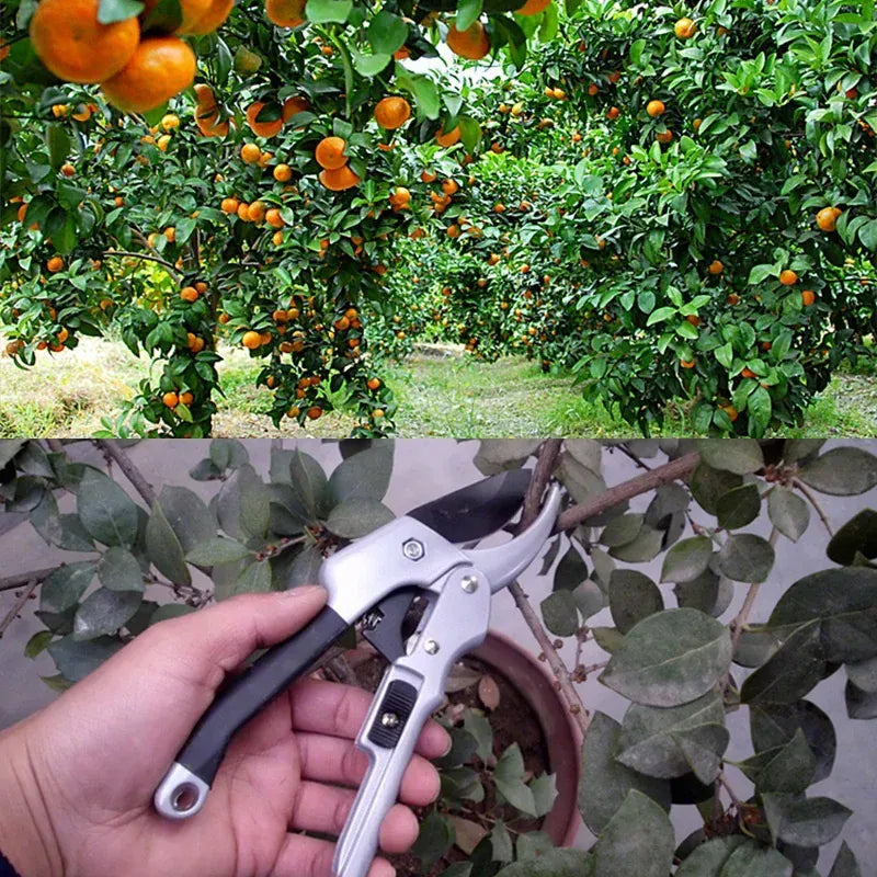 Carbon Steel Pruning Shears — Precision Garden Scissors | Wahooly Professional Carbon Steel Pruning Shears — Precision Beak-Blade Garden Scissors for Bonsai, Flowers & Fruit Branches