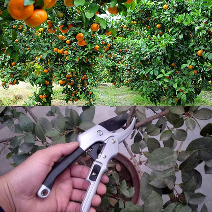 Carbon Steel Pruning Shears — Precision Garden Scissors | Wahooly Professional Carbon Steel Pruning Shears — Precision Beak-Blade Garden Scissors for Bonsai, Flowers & Fruit Branches
